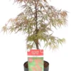 Japanse Esdoorn (Acer Palmatum 'Firecracker') D 19 H 40 Cm