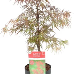 Japanse Esdoorn (Acer Palmatum 'Firecracker') D 19 H 40 Cm