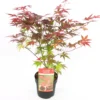 Japanse Esdoorn (Acer Palmatum 'Atropurpureum') D 23 H 25 Cm
