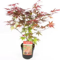 Japanse Esdoorn (Acer Palmatum 'Atropurpureum') D 23 H 25 Cm