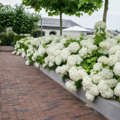 Bolhortensia (Hydrangea Arborescens 'Incrediball') D 19 H 30 Cm -Aanbiedingen Buiten Joy Winkel 8718182412314 2