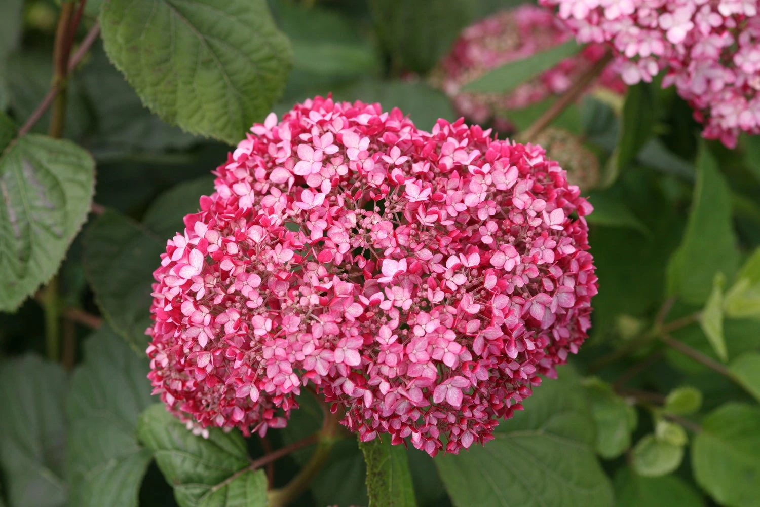 Roze Bolhortensia (Hydrangea Arborescens 'Invincible') D 19 H 30 Cm 2 Roze Bolhortensia (Hydrangea Arborescens 'Invincible') D 19 H 30 Cm - Afbeelding 2