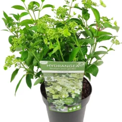 Pluimhortensia (Hydrangea Paniculata 'Prim White') D 19 H 40 Cm