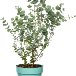 Gomboom (Eucalyptus Gunni 'Azura') D 17 H 25 Cm