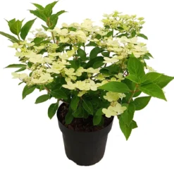 Pluimhortensia (Hydrangea Paniculata 'Switch Ophelia') D 19 H 40 Cm