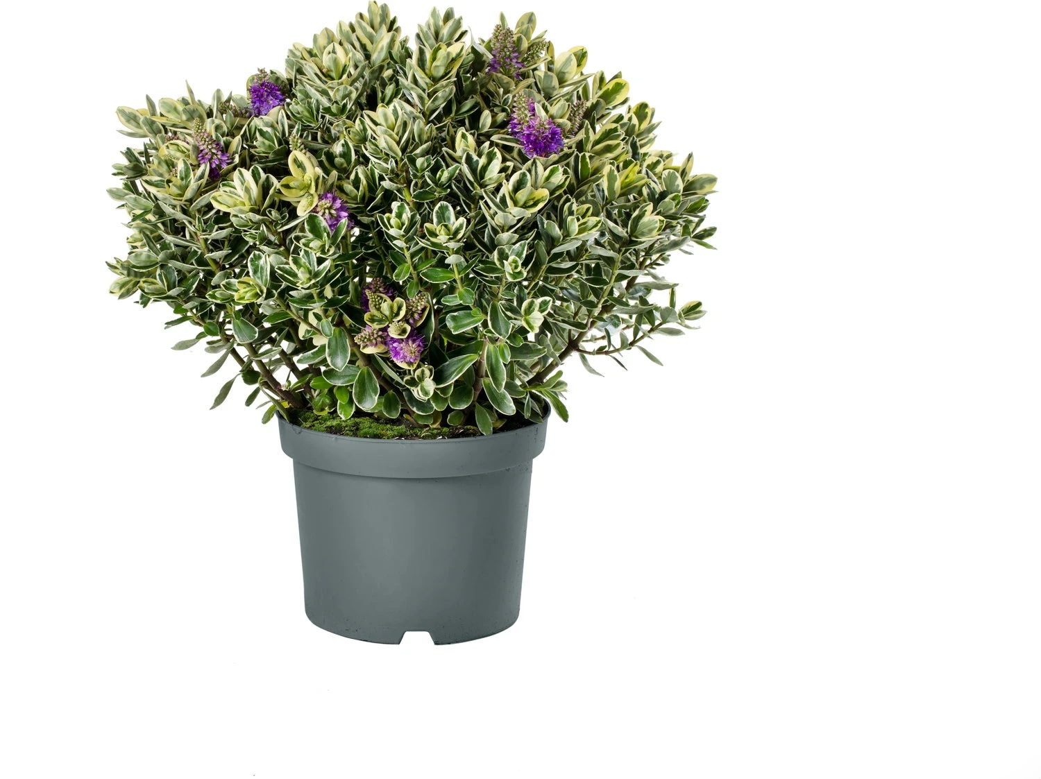 Struikveronica (Hebe 'Katrina') D 23 H 45 Cm 1 Struikveronica (Hebe 'Katrina') D 23 H 45 Cm