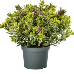 Struikveronica (Hebe 'Golden Katrina') D 23 H 45 Cm