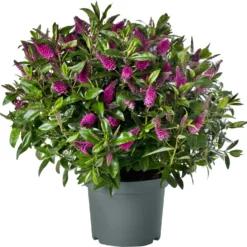 Struikveronica (Hebe Hebedonna 'Nikka') D 23 H 45 Cm