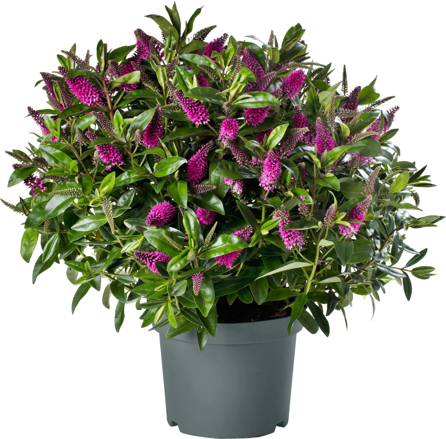 Struikveronica (Hebe Hebedonna 'Nikka') D 23 H 45 Cm 1 Struikveronica (Hebe Hebedonna 'Nikka') D 23 H 45 Cm