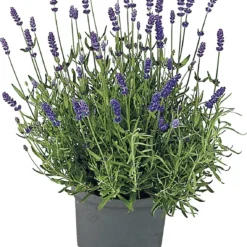 Lavendel (Lavandula Angustifolia 'Hidcote') D 26 H 50 Cm