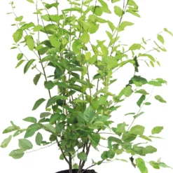 Krentenboompje (Amelanchier Lamarckii) D 28 H 80 Cm