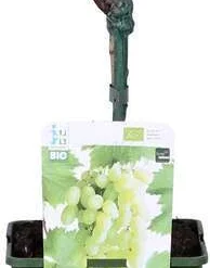 Witte Druif (Vitis 'Phoenix') D 19 H 50 Cm
