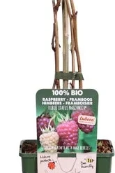Herfstframboos (Rubus Idaeus 'Naschmich') D 19 H 50 Cm