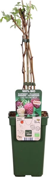 Herfstframboos (Rubus Idaeus 'Naschmich') D 19 H 50 Cm 1 Herfstframboos (Rubus Idaeus 'Naschmich') D 19 H 50 Cm