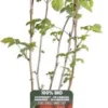 Framboos (Rubus Idaeus 'Summer Chef') D 19 H 50 Cm