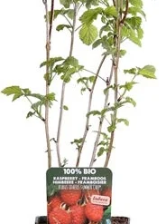Framboos (Rubus Idaeus 'Summer Chef') D 19 H 50 Cm