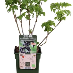Intratuin Biologische Zwarte Bes (Ribes 'Black Bells') D 19 H 50 Cm