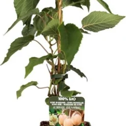 Kiwi (Actinidia Chinensis 'Huwelijk') D 19 H 50 Cm