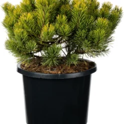 Bergden (Pinus Mugo 'Carsten's Wintergold') D 30 H 35 Cm