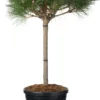 Zwarte Den (Pinus Nigra 'Brepo') D 32 H 90 Cm
