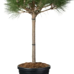 Zwarte Den (Pinus Nigra 'Brepo') D 32 H 90 Cm