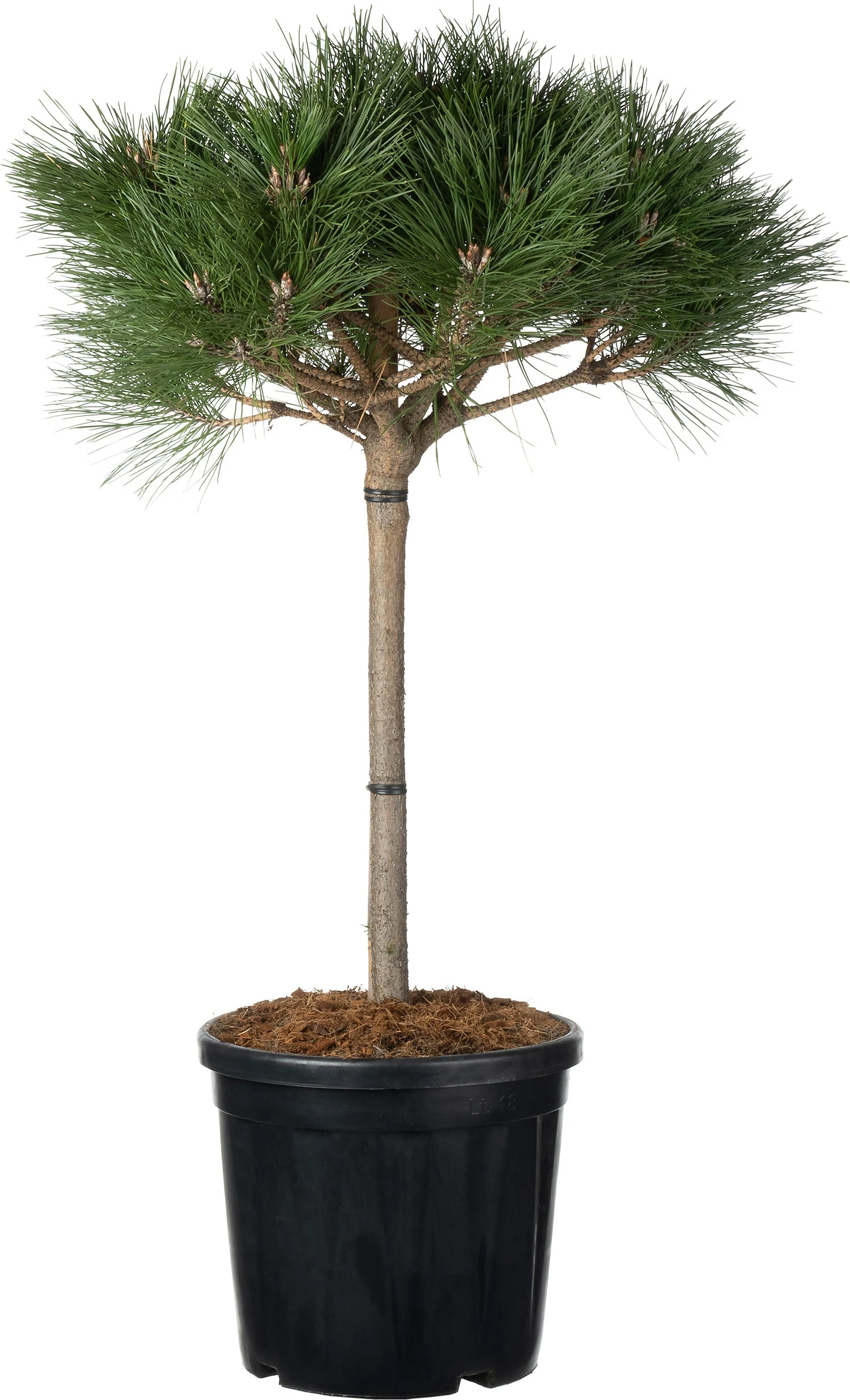 Zwarte Den (Pinus Nigra 'Brepo') D 32 H 90 Cm 1 Zwarte Den (Pinus Nigra 'Brepo') D 32 H 90 Cm