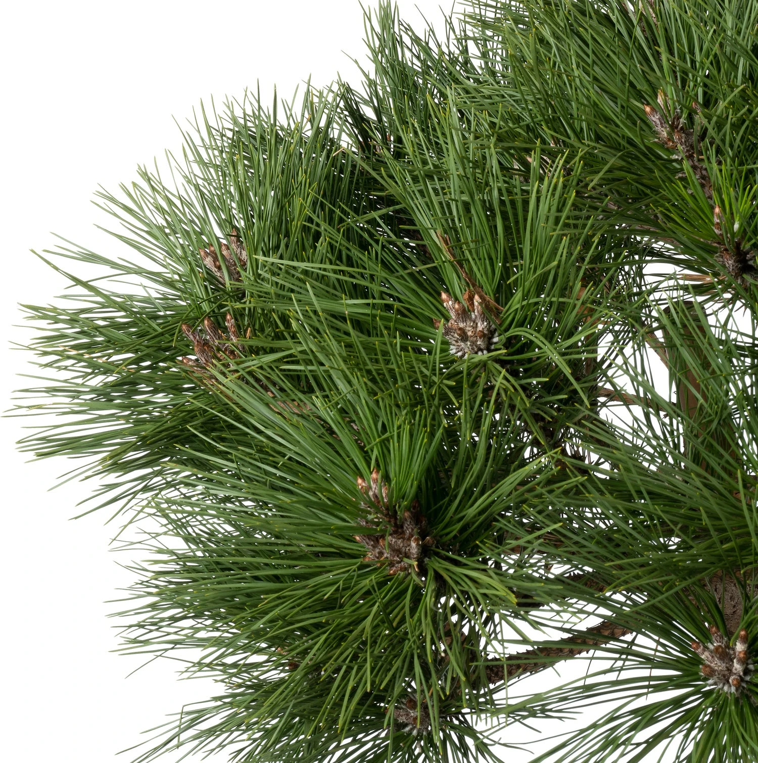 Zwarte Den (Pinus Nigra 'Brepo') D 32 H 90 Cm 2 Zwarte Den (Pinus Nigra 'Brepo') D 32 H 90 Cm - Afbeelding 2