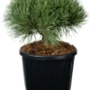 Grove Den (Pinus Sylvestris 'Chantry Blue' ) D 30 H 30 Cm