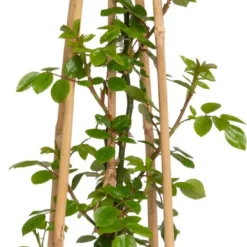 Klimroos (Rosa 'Grand Award') D 22 H 70 Cm