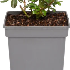 Struikroos (Rosa 'Garden Of Roses') D 23 H 25 Cm