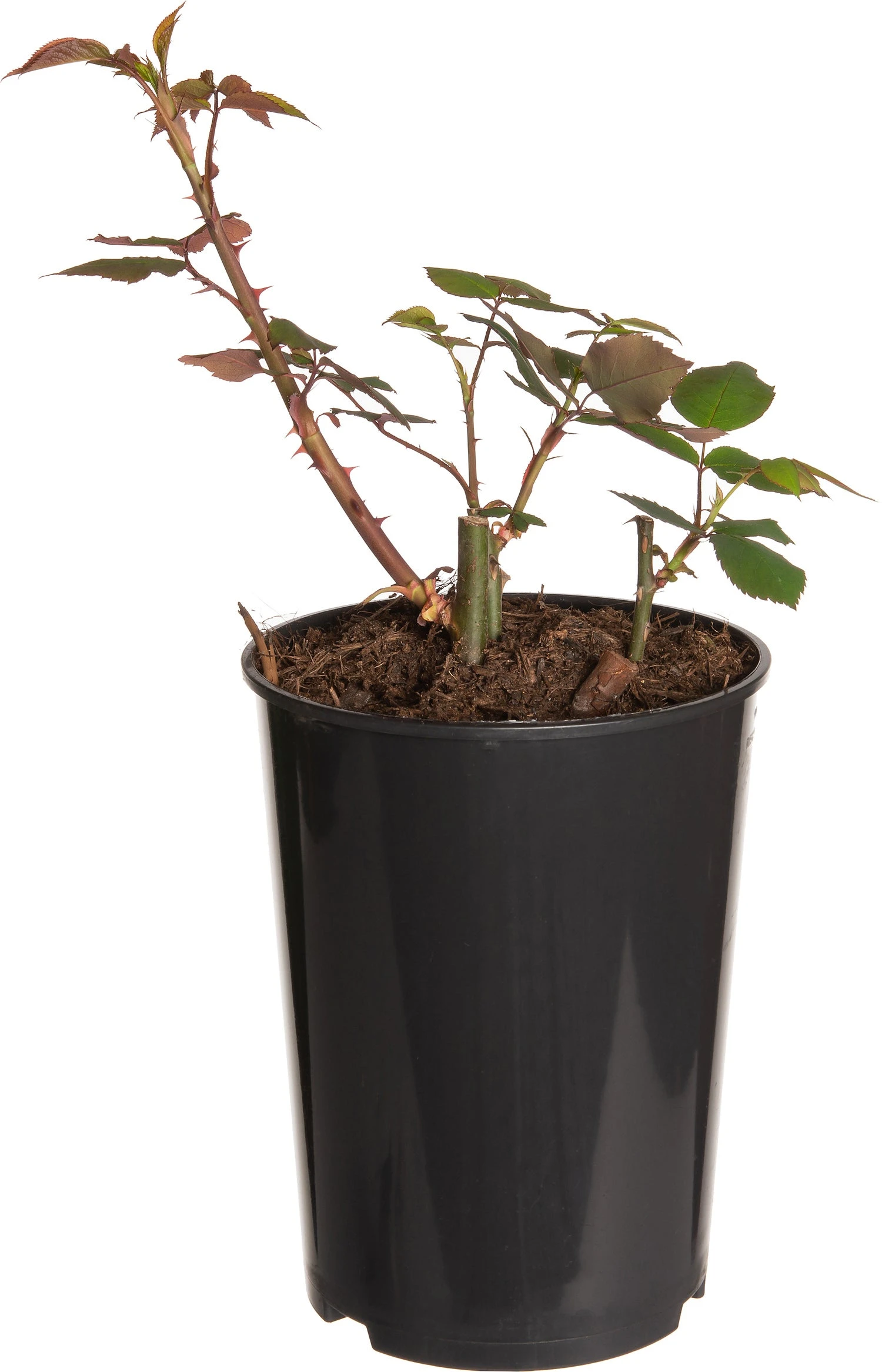 Struikroos (Rosa 'Prince Jardinier') D 19 H 10 Cm 1 Struikroos (Rosa 'Prince Jardinier') D 19 H 10 Cm