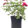 Struikroos (Rosa 'Rose Meilove') D 19 H 10 Cm
