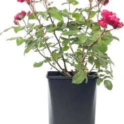 Struikroos (Rosa 'Rose Meilove') D 19 H 10 Cm