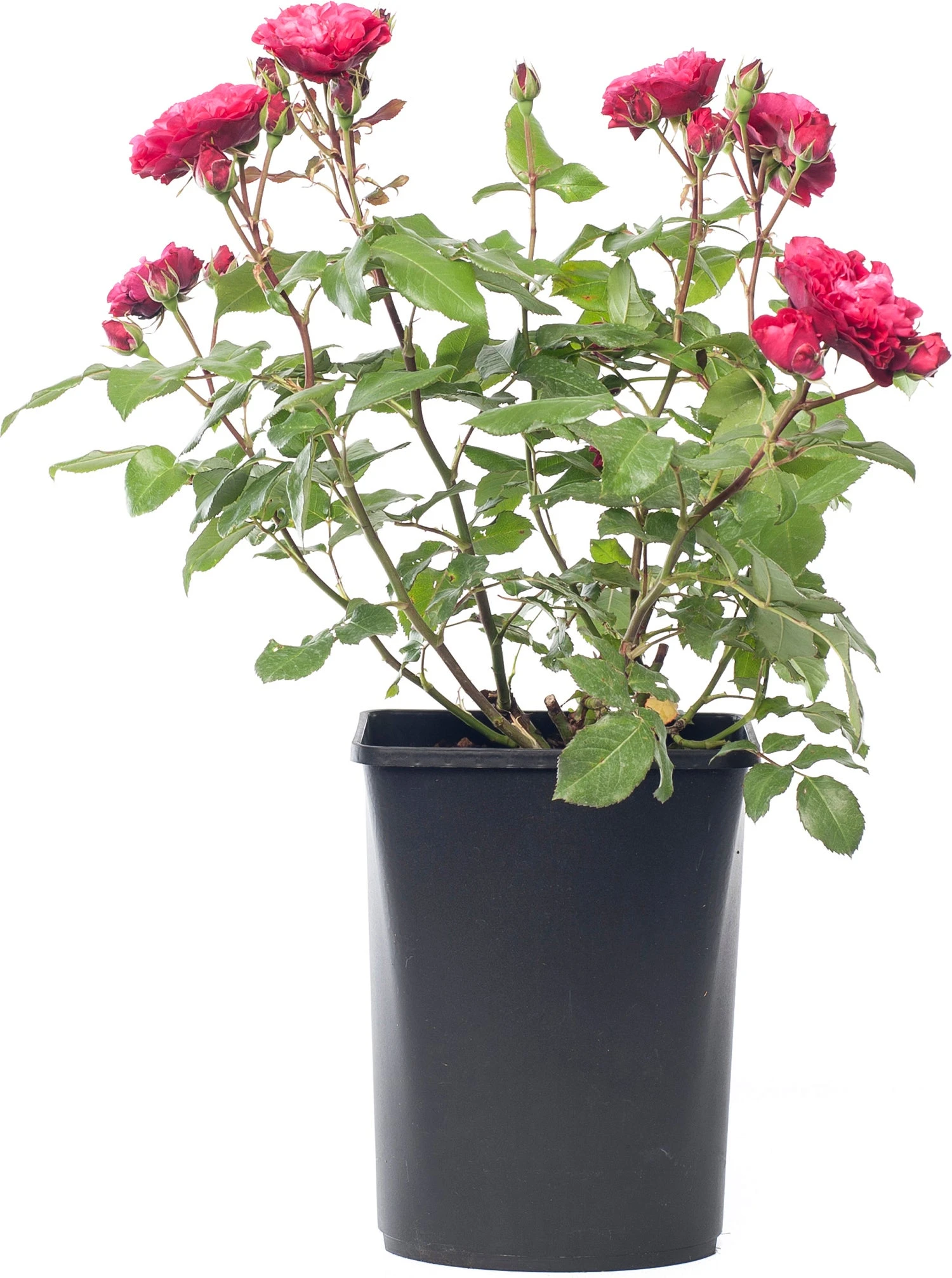 Struikroos (Rosa 'Rose Meilove') D 19 H 10 Cm 1 Struikroos (Rosa 'Rose Meilove') D 19 H 10 Cm