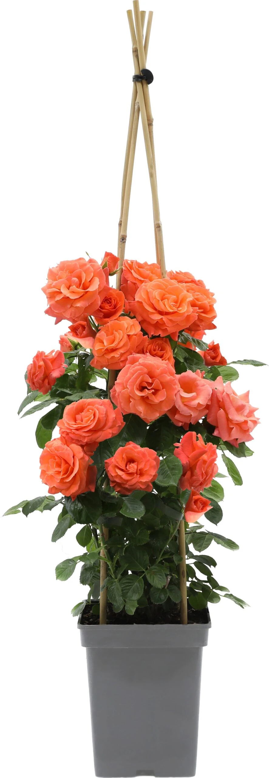 Klimroos (Rosa 'Newsflash') D 19 H 70 Cm 1 Klimroos (Rosa 'Newsflash') D 19 H 70 Cm