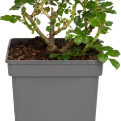 Klimroos (Rosa 'Westerland') D 19 H 70 Cm