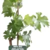 Witte Druif (Vitis Vinifera 'Müller-Thurgau') D 19 H 50 Cm