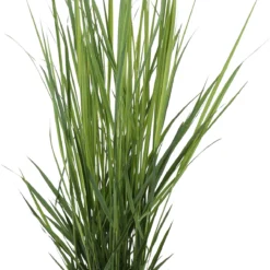 Vingergras (Panicum Virgatum 'Northwind') D 23 H 75 Cm