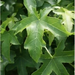 Amberboom (Liquidambar 'Gum Ball') H 240 Cm