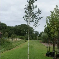 Witte Berk (Betula Utilis 'Doornbos') H 150 Cm