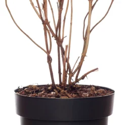 Bolhortensia (Hydrangea Arborescens 'Strong Annabelle') D 19 Cm