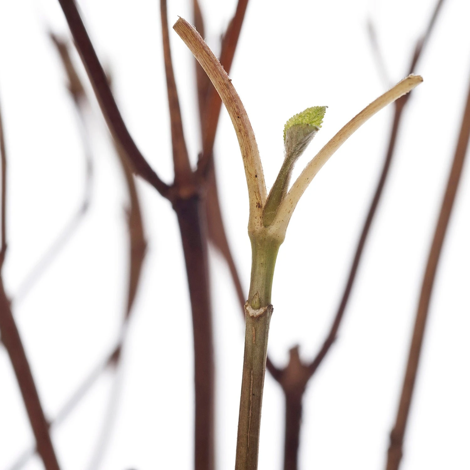 Bolhortensia (Hydrangea Arborescens 'Strong Annabelle') D 19 Cm 2 Bolhortensia (Hydrangea Arborescens 'Strong Annabelle') D 19 Cm - Afbeelding 2