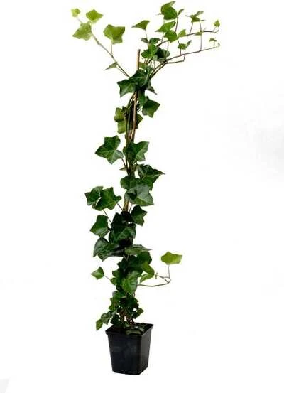 Grootbladige Klimop (Hedera Hibernica) H 175-200 Cm 1 Grootbladige Klimop (Hedera Hibernica) H 175-200 Cm