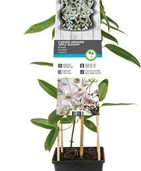 Bosrank (Clematis Armandii 'Apple Blossom') H 80-100 Cm