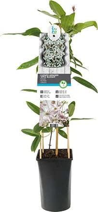 Bosrank (Clematis Armandii 'Apple Blossom') H 80-100 Cm 1 Bosrank (Clematis Armandii 'Apple Blossom') H 80-100 Cm