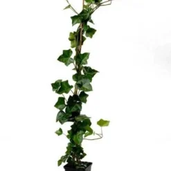 Grootbladige Klimop (Hedera Hibernica) H 200-225 Cm