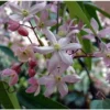 Bosrank (Clematis Armandii 'Apple Blossom') D 9 H 25 Cm