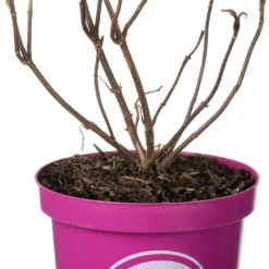 Fluweelhortensia (Hydrangea Aspera 'Hot Chocolate') D 19 H 25 Cm