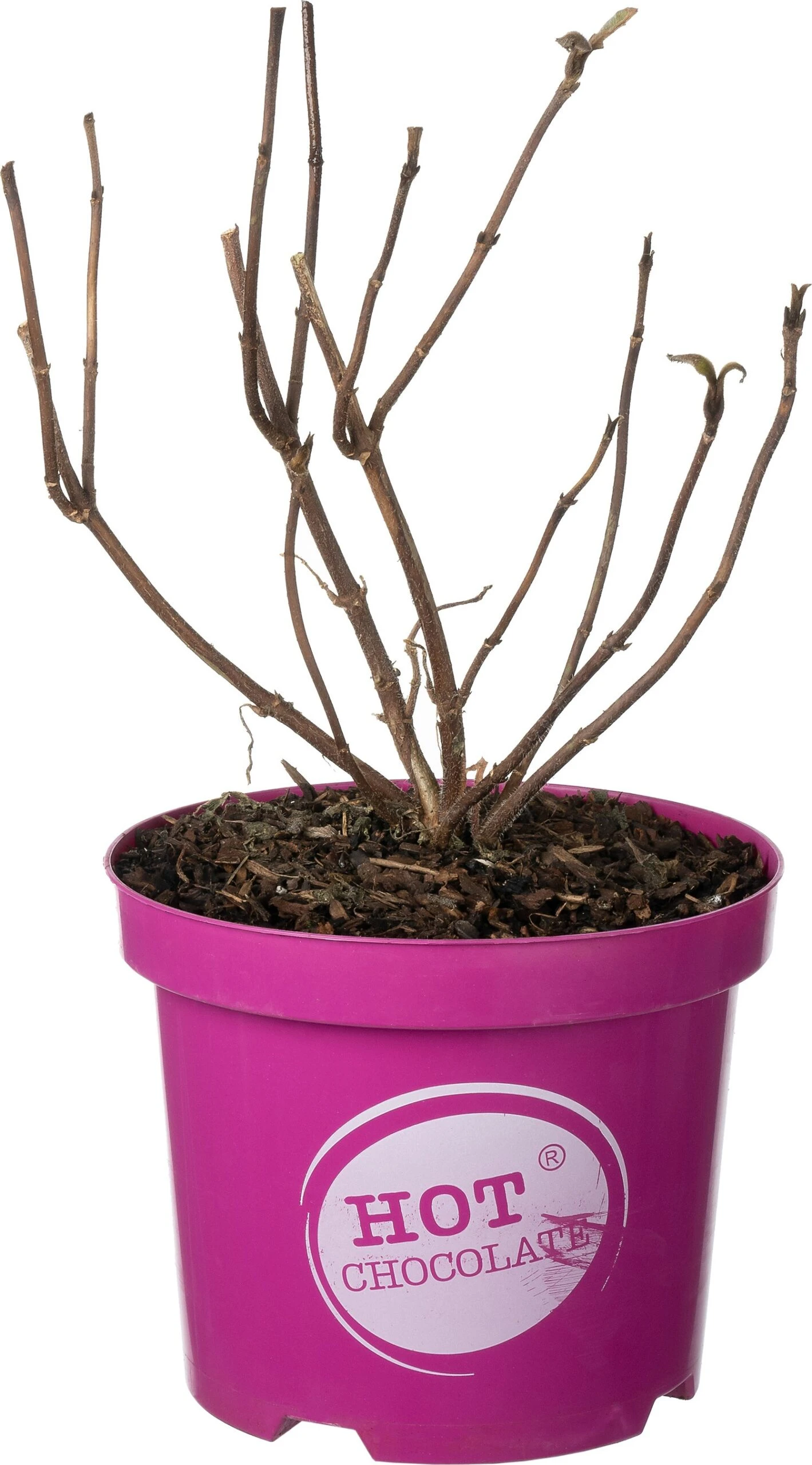 Fluweelhortensia (Hydrangea Aspera 'Hot Chocolate') D 19 H 25 Cm 1 Fluweelhortensia (Hydrangea Aspera 'Hot Chocolate') D 19 H 25 Cm