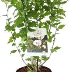 Chinese Roos (Hibiscus Syriacus 'Lady Stanley' ) D 21 H 50 Cm